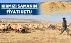 TONU 15 BİN LİRAYA DAYANDI