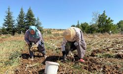 Sarımsak hasat dönemi başladı