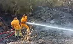 Çıkan orman yangınından etkilenen kaplumbağa kurtarıldı