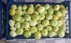 Altından bal damlayan incir üreticisinin yüzü güldü