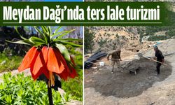 Meydan Dağı’nda ters lale turizmi