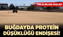 TMO ve lisanslı depolarda buğday alımları başladı