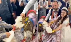Takı merasiminde altın yerine dişi buzağı hediye edildi