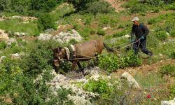 Dik yamaçlarda atla çift sürme mesaisi başladı