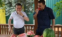 Uzmanından iyi karpuz ‘Nasıl seçilir' tavsiyesi: "Karpuza vurmak eskide kaldı"
