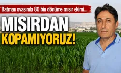 Batman ovasında 80 bin dönüme mısır ekimi…