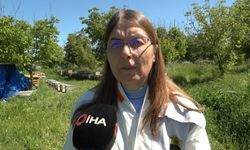 Bilim insanları arı sütündeki kalite farkının sırrını ortaya çıkardı