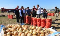 Soğan hasadı başladı: Tarlada kilosu 12-25 TL arasında