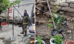 Batman’da evin bahçesine giren yılan paniğe neden oldu