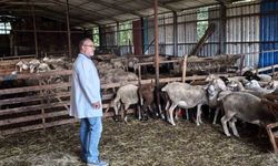 Süt kalitesi ve hayvan sağlığı güvence altında