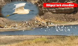 BATMAN OVASI’NI SEVDİLER