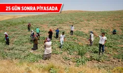 Kivi tadındaki cefan kavununun hasadına hazırlık