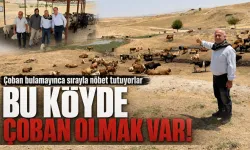 80 Bin TL maaş ve süt ürünleri ikramiyeli çoban aranıyor