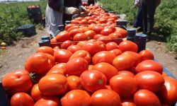 Domates tarlada 15 TL'den alıcı buluyor