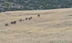 Gercüş’te domuz sürüsü görüntülendi