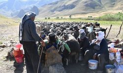 Şırnak yaylaları göçerlerle doldu