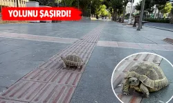 En yoğun güzergâhta bir kaplumbağa