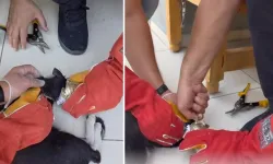 Batman’da yaramaz kedi kafasını tenekeye sıkıştırdı, itfaiye kurtardı