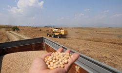 Nohutta hasat başladı: Tarlada kilosu 30-35 lira