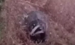 Batman'da porsuk görüntülendi