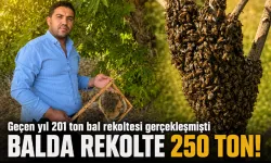 SASON BALINDA REKOLTE 250 TON!