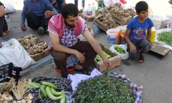 Bahçelerden toplanan semizotu hem sağlık hem geçim kaynağı oldu