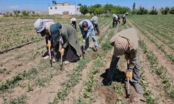 Kavurucu sıcakta ekmek parası mücadelesi
