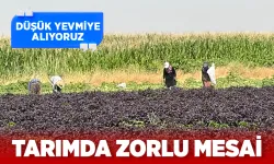 Tarım işçileri sıcak dinlemiyor