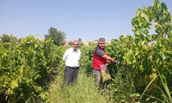 Üzüm bağlarında hasat öncesi pestisit denetimi