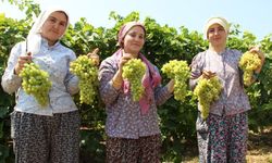 Üzümde hasat tarihi belli oldu