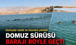 DOMUZ SÜRÜSÜ BARAJI BÖYLE GEÇTİ