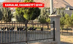 KARGALAR YAZIN DA İLÇEYİ TERK ETMİYOR