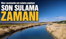 Mısır sezonunda son sulama yapılıyor