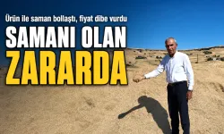Ürün ile saman bollaştı, fiyat dibe vurdu