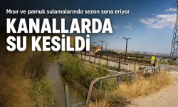 Mısır ve pamuk sulamalarında sezon sona eriyor