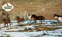 RAMAN’I MESKEN EDİNEN ATLAR