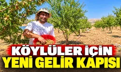 Özel ağaçlandırma destekleri köylülere gelir kazandırıyor