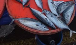 Palamut bereketi: Tanesi 75 liraya kadar düştü