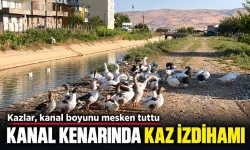 Kazlar, kanal boyunu mesken tuttu