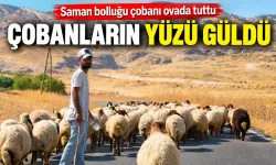 Saman bolluğu çobanı ovada tuttu