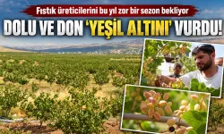 Fıstık üreticilerini bu yıl zor bir sezon bekliyor