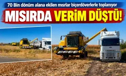 70 Bin dönüm alana ekilen mısırlar biçerdöverlerle toplanıyor