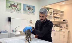 Binlerce kişiyi hastanelik eden şikayetler kedi ve köpeklerde de görüldü
