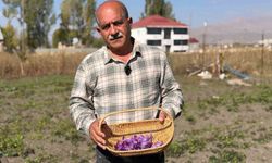 Kilosu 1 milyon lirayı bulan 'kırmızı altın' hayatını değiştirdi