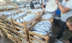 Palamut bereketi: Kiloluk palamutlar 40 TL'ye satılıyor