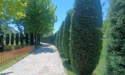 AĞAÇLARA ESTETİK DOKUNUŞ