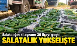 Salatalığın kilogramı 30 lirayı geçti