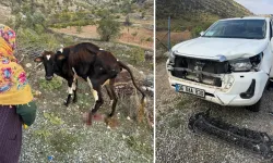 Batman'da pikap ineğe çarptı