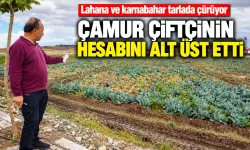 Lahana ve karnabahar tarlada çürüyor