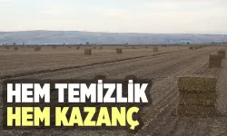 Atık mısır sapları değerlendiriliyor